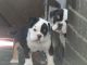 Old English Bulldog Puppies for sale in Houston, TX, USA. price: NA