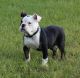 Old English Bulldog Puppies for sale in Minneapolis, MN, USA. price: $2,000