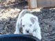 Old English Bulldog Puppies for sale in Gatesville, TX, USA. price: NA