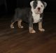 Old English Bulldog Puppies for sale in Minneapolis, MN, USA. price: $2,800