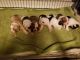 Old English Bulldog Puppies for sale in Baltimore, MD, USA. price: NA