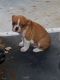 Old English Bulldog Puppies for sale in Lamar, SC 29069, USA. price: $1,500