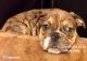 Old English Bulldog Puppies for sale in Cedar Rapids, IA 52403, USA. price: $1,800