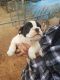 Old English Bulldog Puppies for sale in Eden, NC 27288, USA. price: NA
