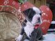 Old English Bulldog Puppies for sale in Gordonville, PA 17529, USA. price: NA