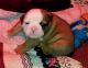 Old English Bulldog Puppies for sale in Evansville, IN, USA. price: $1,500