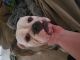 Old English Bulldog Puppies for sale in Richmond, VA, USA. price: NA