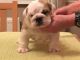 Old English Bulldog Puppies for sale in SC-9, Chester, SC 29706, USA. price: $400
