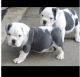 Old English Bulldog Puppies for sale in Richmond, VA, USA. price: $1,200