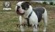 Old English Bulldog Puppies for sale in Gary, IN, USA. price: NA