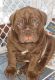 Old English Bulldog Puppies for sale in Athens, PA 18810, USA. price: $1,500