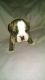 Old English Bulldog Puppies for sale in Big Rapids, MI 49307, USA. price: NA