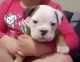 Old English Bulldog Puppies for sale in South Hill, VA, USA. price: $1,000