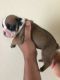 Old English Bulldog Puppies for sale in Surprise, AZ, USA. price: NA