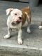 Old English Bulldog Puppies for sale in Daytona Beach, FL 32119, USA. price: NA