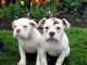 Old English Bulldog Puppies for sale in Round Rock, TX 78664, USA. price: NA