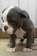 Old English Bulldog Puppies for sale in Kentucky Dam, Gilbertsville, KY 42044, USA. price: NA