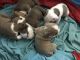 Old English Bulldog Puppies for sale in San Antonio, TX 78217, USA. price: NA