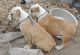 Old English Bulldog Puppies for sale in Topeka, KS, USA. price: NA