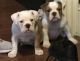 Old English Bulldog Puppies for sale in New Bedford, MA 02740, USA. price: NA