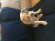 Old English Bulldog Puppies for sale in Chino Valley, AZ, USA. price: NA