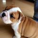 Old English Bulldog Puppies for sale in Los Angeles, CA, USA. price: $400