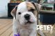 Old English Bulldog Puppies for sale in OH-430, Mansfield, OH, USA. price: $1,500