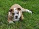 Old English Bulldog Puppies for sale in Walden, NY 12586, USA. price: NA