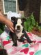 Old English Bulldog Puppies for sale in 100 Charles Dr, Lindale, TX 75771, USA. price: NA