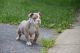 Old English Bulldog Puppies for sale in Columbus, OH, USA. price: NA