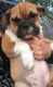 Old English Bulldog Puppies for sale in Berlin, CT, USA. price: NA