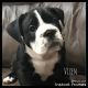 Old English Bulldog Puppies for sale in Fredericktown, OH 43019, USA. price: $1,995