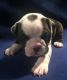 Old English Bulldog Puppies for sale in Bellville, OH, USA. price: NA