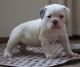 Old English Bulldog Puppies for sale in Madison, WI, USA. price: $1,500