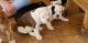 Old English Bulldog Puppies for sale in Clanton, AL 35046, USA. price: $2,000