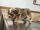 Old English Bulldog Puppies for sale in Spartanburg, SC, USA. price: $1,500