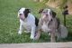 Old English Bulldog Puppies for sale in Fontana, CA, USA. price: NA