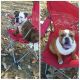 Old English Bulldog Puppies for sale in Chesapeake, VA, USA. price: $1,500