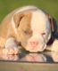Old English Bulldog Puppies for sale in Northridge, CA 91324, USA. price: $2,500