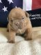 Old English Bulldog Puppies for sale in Morriston, FL 32668, USA. price: $1,800