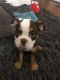 Old English Bulldog Puppies for sale in Los Angeles, CA 90028, USA. price: NA