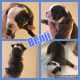 Old English Bulldog Puppies for sale in Zimmerman, MN 55398, USA. price: $1,200