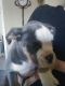 Old English Bulldog Puppies for sale in Mt Morris, MI 48458, USA. price: $1,100