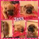 Old English Bulldog Puppies for sale in Zimmerman, MN 55398, USA. price: NA