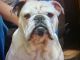 Old English Bulldog Puppies for sale in Greensburg, KY 42743, USA. price: NA