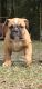 Old English Bulldog Puppies for sale in Ocala, FL, USA. price: NA