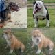 Old English Bulldog Puppies for sale in Humble, TX, USA. price: $1,000