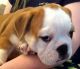 Old English Bulldog Puppies for sale in Texada Island, Powell River D, BC V0N, Canada. price: NA