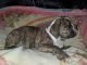Old English Bulldog Puppies for sale in Palmdale, CA, USA. price: $1,500