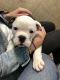 Old English Bulldog Puppies for sale in Massapequa Park, NY 11762, USA. price: NA